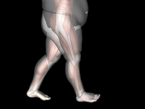 The Connection Between Obesity and Falls in the Elderly